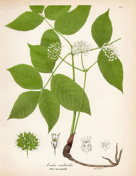 Wild sarsaparilla botanical engraving 1843