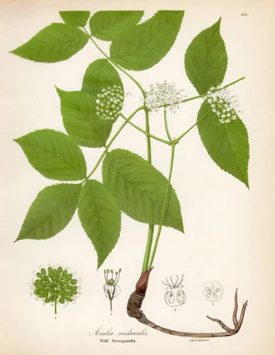 Framed Print : Wild sarsaparilla botanical engraving 1843