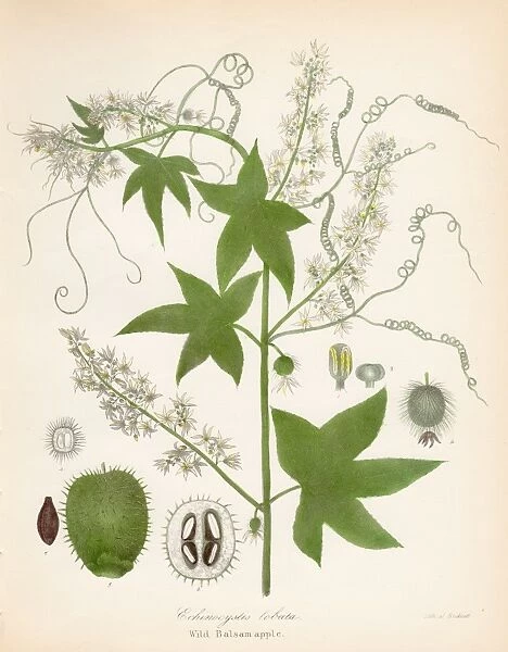 Wild sarsaparilla botanical engraving 1843 balsam apple botanical engraving 1843