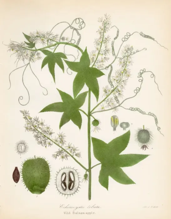 Framed Print : Wild sarsaparilla botanical engraving 1843 balsam apple botanical engraving 1843 Framed Print : Wild sarsaparilla botanical engraving 1843 balsam apple botanical engraving 1843
