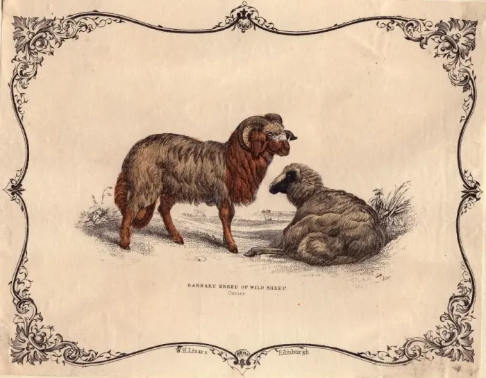 Framed Print : Wild Sheep Framed Print : Wild Sheep