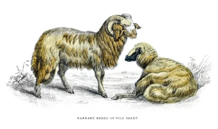 Framed Print : Wild sheep lithograph 1884 Framed Print : Wild sheep lithograph 1884