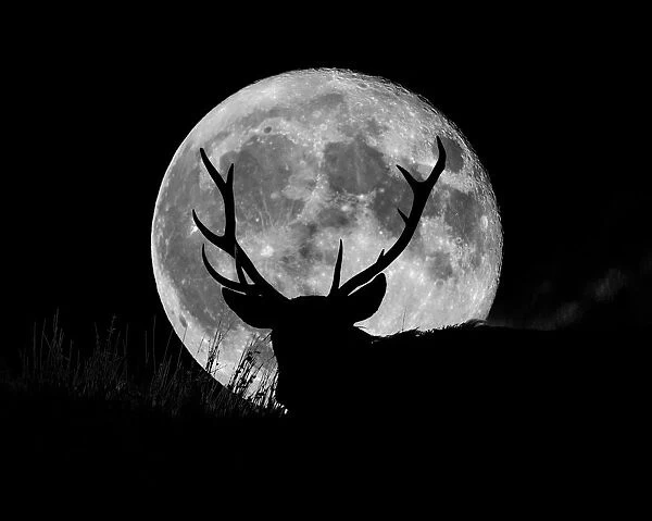 Wild Stag silhouetted with a full moon. English Peak District