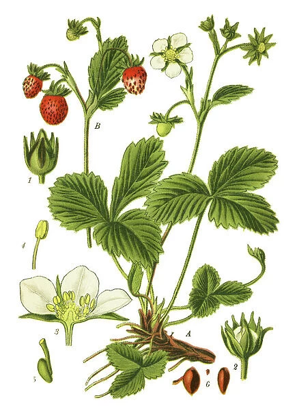 wild strawberry