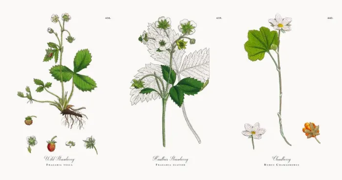 Framed Print : Wild Strawberry, Fragaria vesca, Victorian Botanical Illustration, 1863