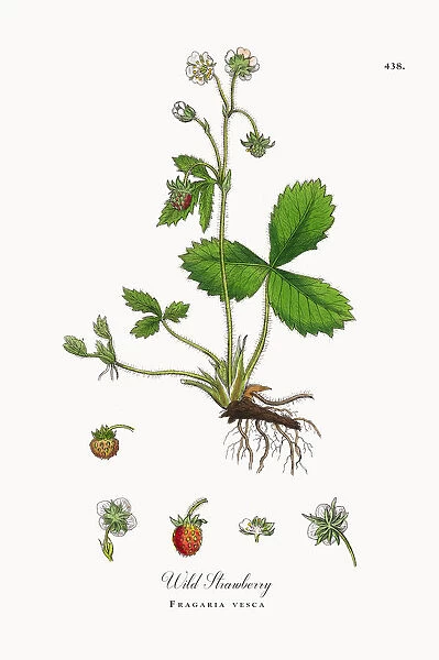 Wild Strawberry, Fragaria vesca, Victorian Botanical Illustration, 1863