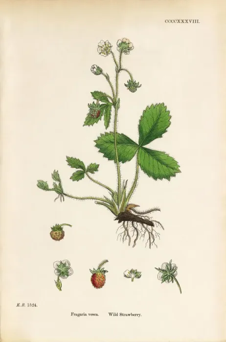 Framed Print : Wild Strawberry, Fragaria vesca, Victorian Botanical Illustration, 1863 Framed Print : Wild Strawberry, Fragaria vesca, Victorian Botanical Illustration, 1863