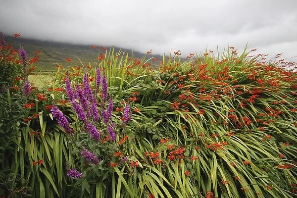 wild summer flowers beside kerry mountains on the ring of kerry in munster region