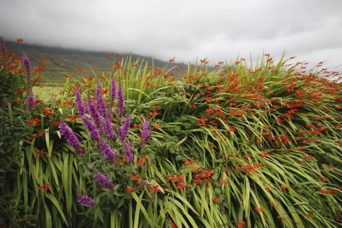 Framed Print : wild summer flowers beside kerry mountains on the ring of kerry in munster region