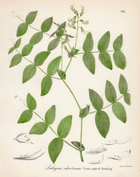 Wild Sweet Pea botanical engraving 1843