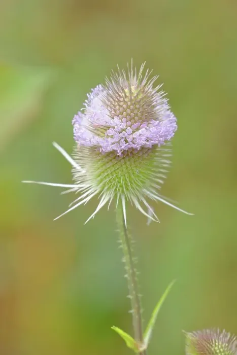 Framed Print : Wild teasel (Dipsacus fullonum), inflorescence, Gunzenhausen, Altmuehltal, Franconian Lake District, Franconia, Bavaria, Germany
