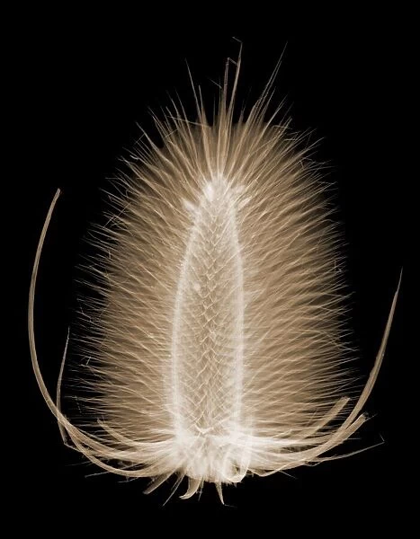 Wild teasel (Dipsacus fullonum), X-ray