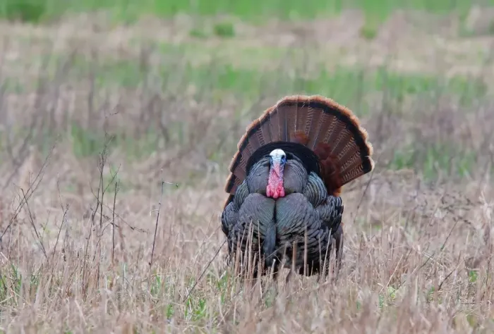 Framed Print : Wild Turkey Framed Print : Wild Turkey