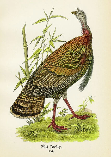 Wild turkey bird lithograph 1890