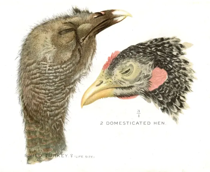 Framed Print : Wild turkey and hen lithograph 1897 Framed Print : Wild turkey and hen lithograph 1897