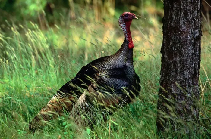 Framed Print : Wild turkey (Meleagris gallopavo), Long Island, New York, USA Framed Print : Wild turkey (Meleagris gallopavo), Long Island, New York, USA