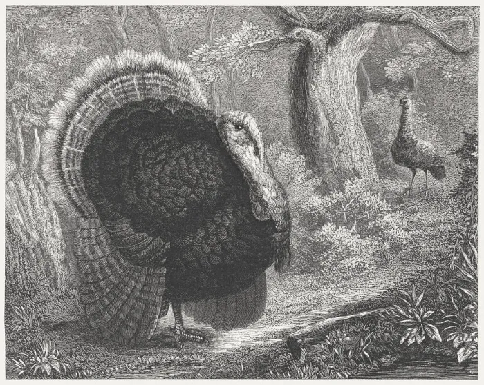 Framed Print : Wild Turkey (Meleagris gallopavo), wood engraving, published in 1864 Framed Print : Wild Turkey (Meleagris gallopavo), wood engraving, published in 1864