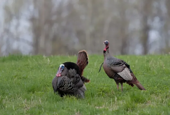 Framed Print : Wild Turkeys Framed Print : Wild Turkeys