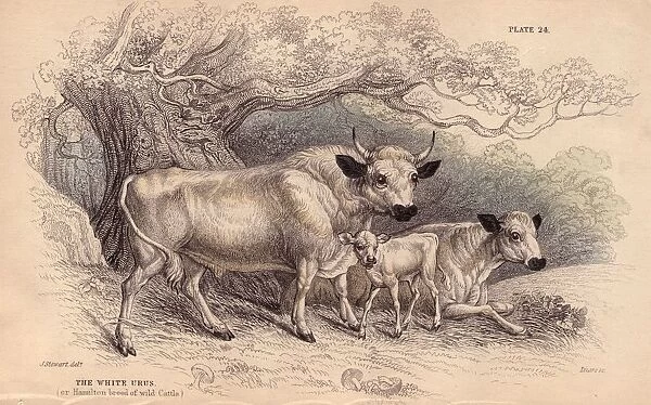 Wild Urus. circa 1800: The white Urus, or Hamilton breed of wild cattle
