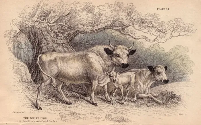 Framed Print : Wild Urus. circa 1800: The white Urus, or Hamilton breed of wild cattle Framed Print : Wild Urus. circa 1800: The white Urus, or Hamilton breed of wild cattle