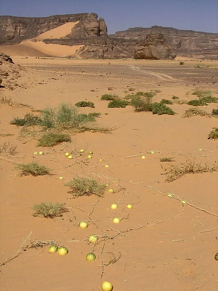 Wild Watermelons in the Desert