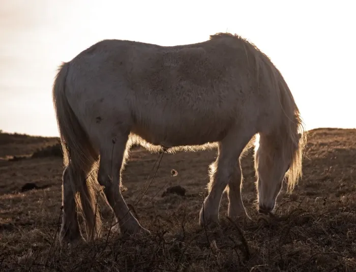 Framed Print : Wild Welsh ponies Framed Print : Wild Welsh ponies