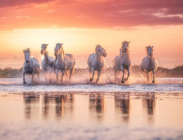 Wild White Horses of Camargue running in water during idyllic sunset