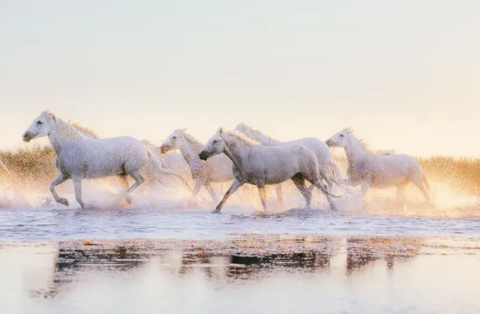 Framed Print : Wild White Horses of Camargue running in water at sunset Framed Print : Wild White Horses of Camargue running in water at sunset
