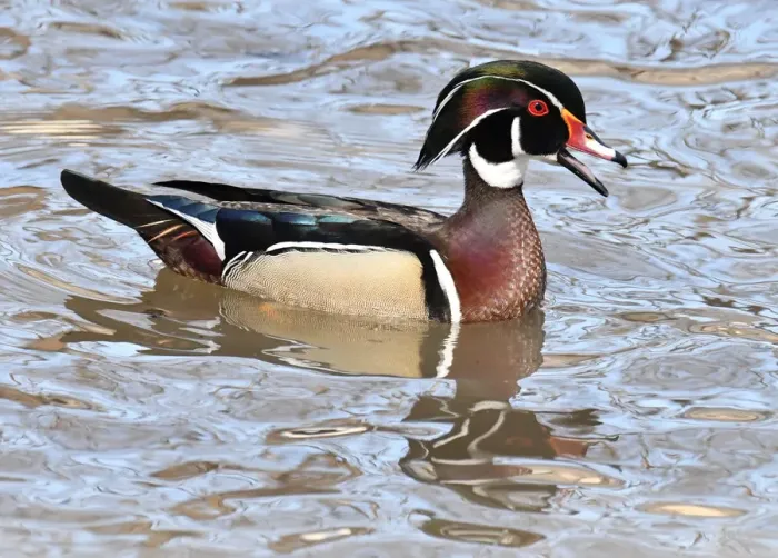Framed Print : Wild wood duck in breeding plumage Framed Print : Wild wood duck in breeding plumage