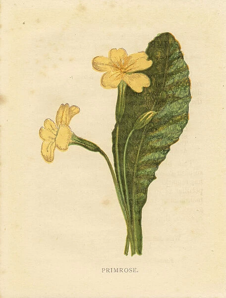 Wild yellow primrose Victorian botanical print by Anne Pratt