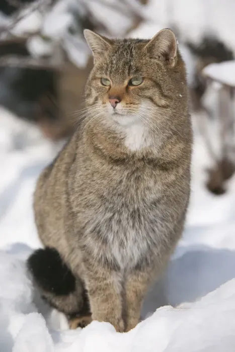 Framed Print : Wildcat -Felis silvestris- sitting in the snow, captive, Thuringia, Germany Framed Print : Wildcat -Felis silvestris- sitting in the snow, captive, Thuringia, Germany