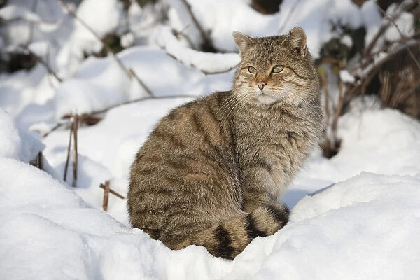 Wildcat -Felis silvestris- sitting in the snow, captive, Thuringia, Germany