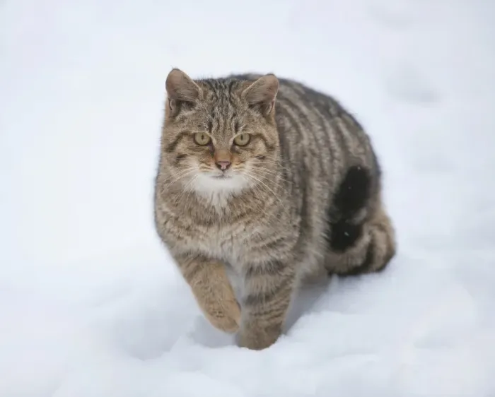 Framed Print : Wildcat -Felis silvestris- standing in the snow, captive, Baden-Wurttemberg, Germany Framed Print : Wildcat -Felis silvestris- standing in the snow, captive, Baden-Wurttemberg, Germany