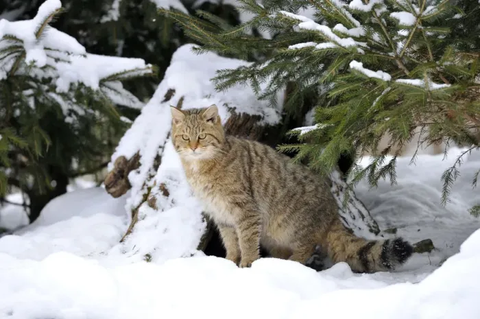 Framed Print : Wildcat -Felis silvestris- in winter Framed Print : Wildcat -Felis silvestris- in winter