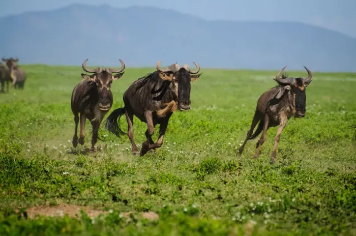 Framed Print : Wildebeest on the Move Framed Print : Wildebeest on the Move