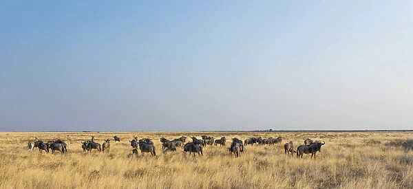 Wildebeest -Connochaetes taurinus-, herd in steppe grass, Etosha National Park, Namibia