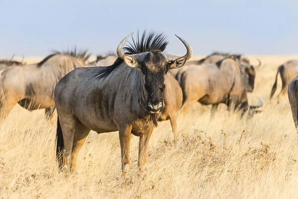 Wildebeest -Connochaetes taurinus-, group in steppe grass, Etosha National Park, Namibia
