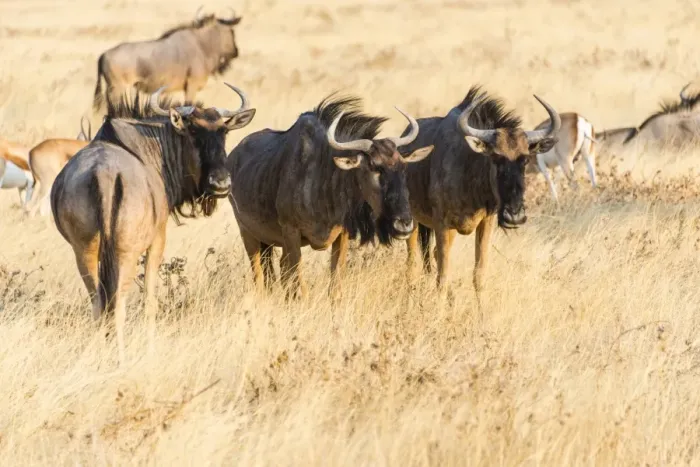 Framed Print : Wildebeest -Connochaetes taurinus-, group in steppe grass, Etosha National Park, Namibia Framed Print : Wildebeest -Connochaetes taurinus-, group in steppe grass, Etosha National Park, Namibia