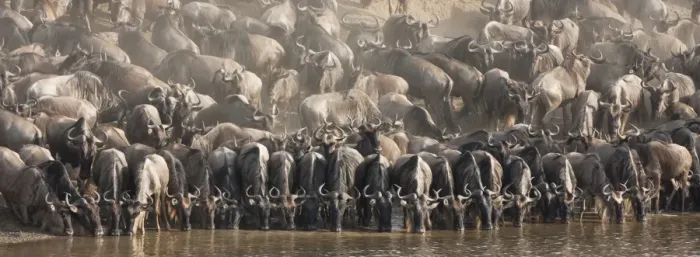 Framed Print : Wildebeest (Connochaetes taurinus) drinking Framed Print : Wildebeest (Connochaetes taurinus) drinking