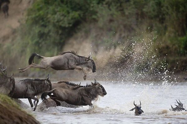 Wildebeest (Connochaetes taurinus) leaping into river, side view