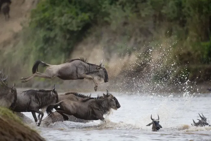 Framed Print : Wildebeest (Connochaetes taurinus) leaping into river, side view Framed Print : Wildebeest (Connochaetes taurinus) leaping into river, side view