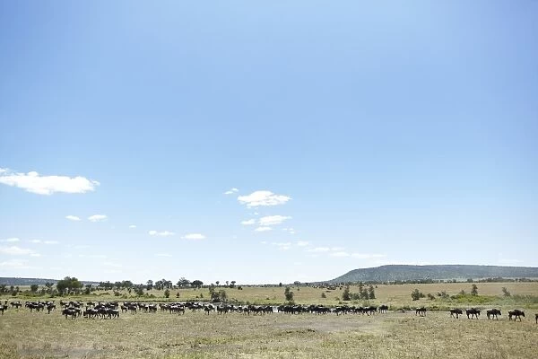 Wildebeest -Connochaetes taurinus- in the Serengeti, Tanzania, Africa