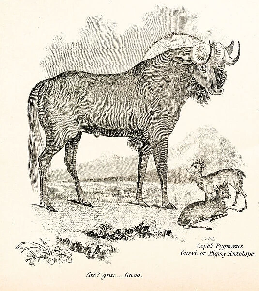 Wildebeest engraving 1803
