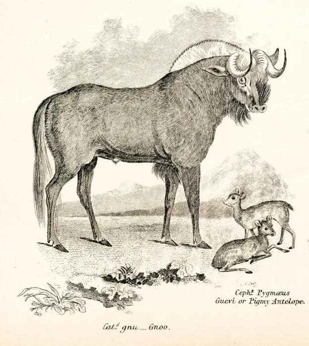 Framed Print : Wildebeest engraving 1803 Framed Print : Wildebeest engraving 1803