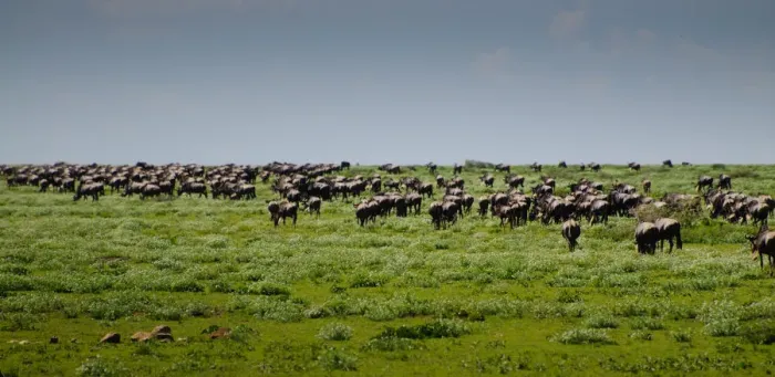 Framed Print : Wildebeest Herd Framed Print : Wildebeest Herd