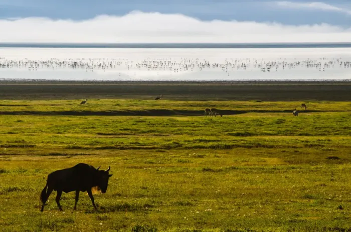 Framed Print : Wildebeest In Front of Lake Magadi Framed Print : Wildebeest In Front of Lake Magadi