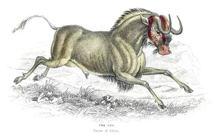 Framed Print : Wildebeest lithograph 1884 Framed Print : Wildebeest lithograph 1884