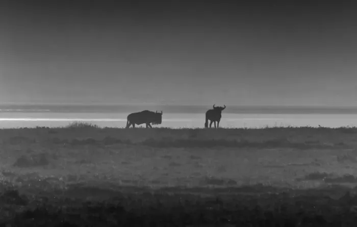 Framed Print : Wildebeest in Mist Framed Print : Wildebeest in Mist