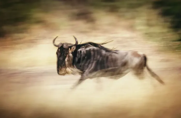 Framed Print : Wildebeest Panned While Running in Masai Mara, Kenya Framed Print : Wildebeest Panned While Running in Masai Mara, Kenya