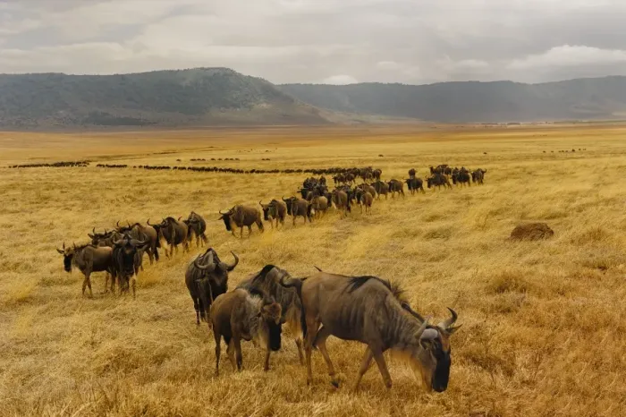 Framed Print : Wildebeest walking Framed Print : Wildebeest walking
